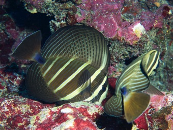 Sailfin Tang
